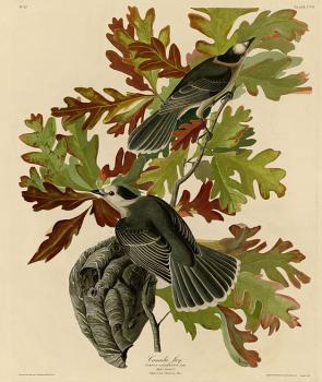 John James Audubon : Canada jay
